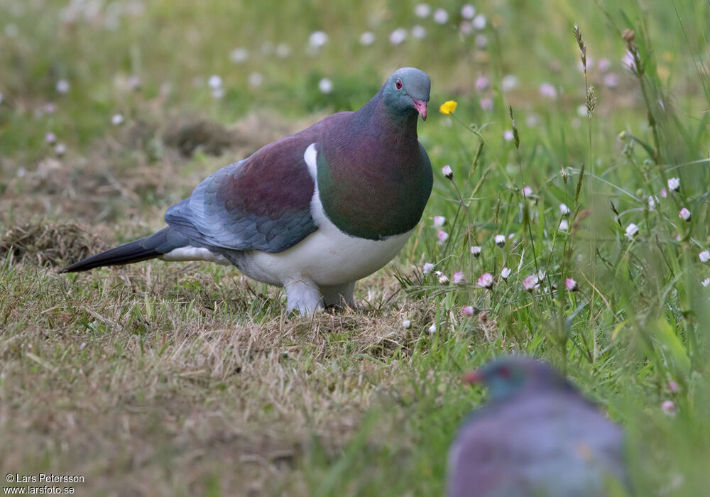 New Zealand Pigeon