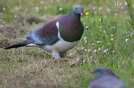 New Zealand Pigeon