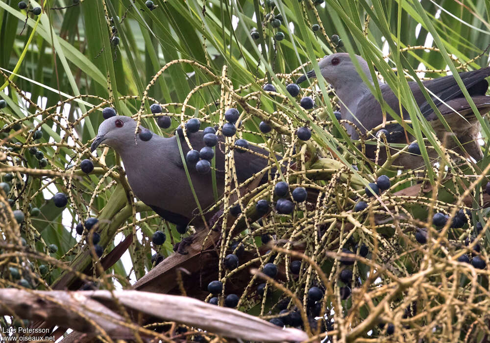 Barking Imperial Pigeonadult, feeding habits