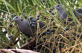 Barking Imperial Pigeon