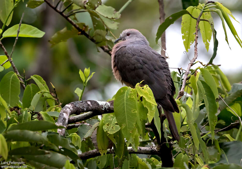 Barking Imperial Pigeonadult, identification