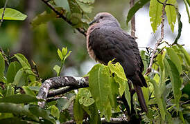 Barking Imperial Pigeon