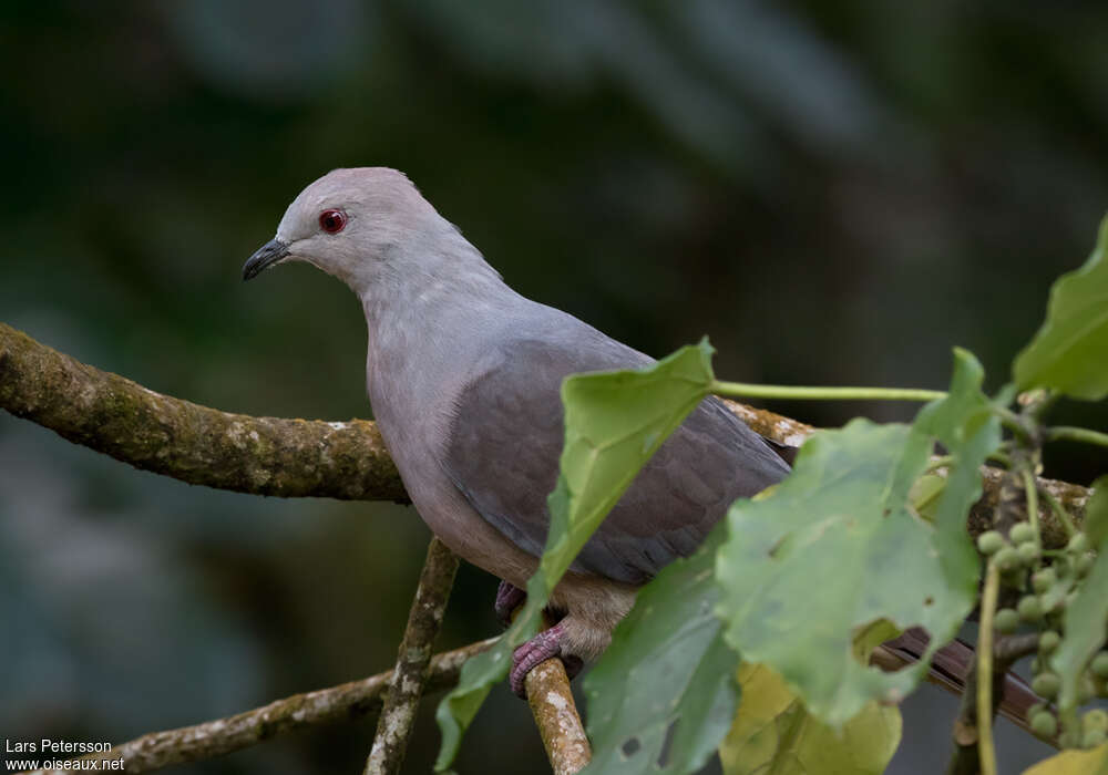 Barking Imperial Pigeonadult, aspect