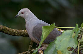 Barking Imperial Pigeon