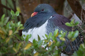 Chatham Pigeon