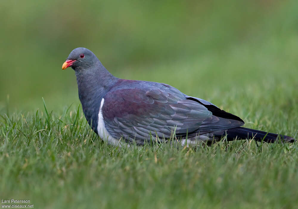 Chatham Pigeonadult