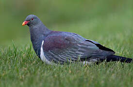 Chatham Pigeon