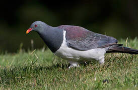 Chatham Pigeon