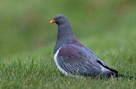 Chatham Pigeon