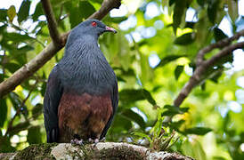 Goliath Imperial Pigeon