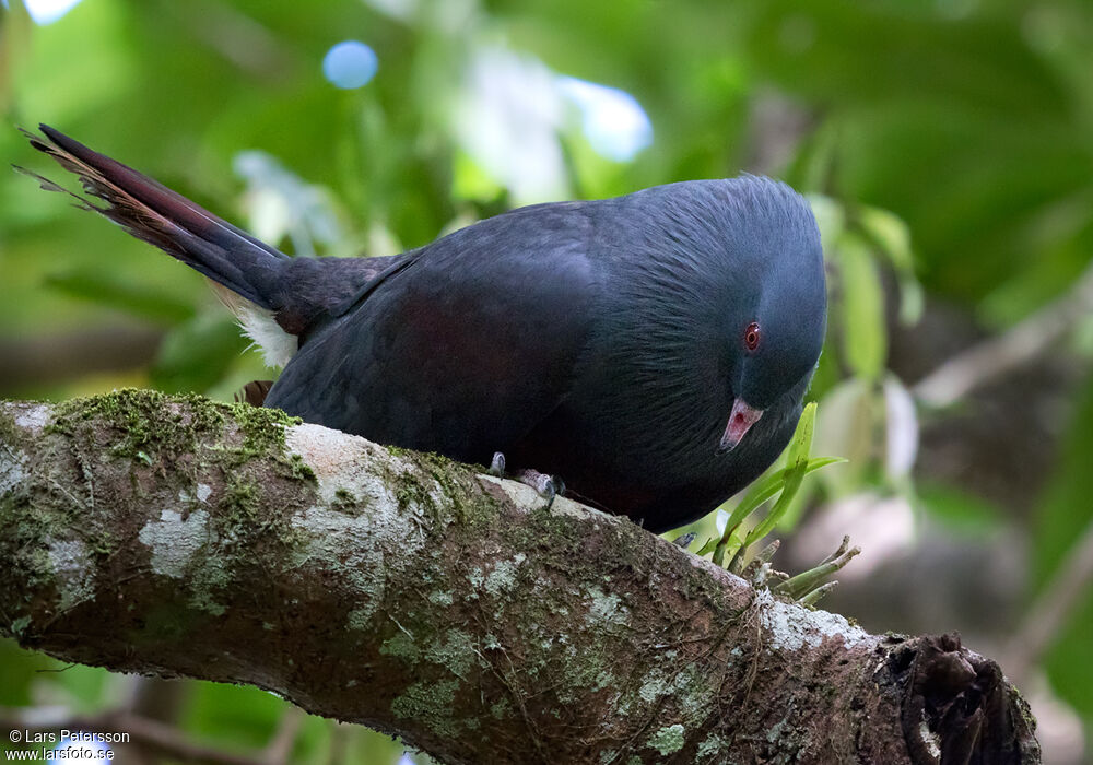 Goliath Imperial Pigeon