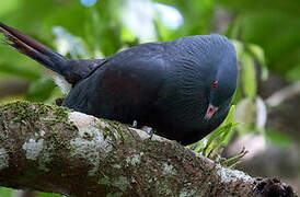 Goliath Imperial Pigeon