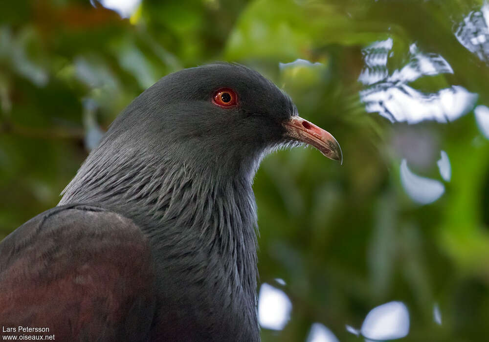 Carpophage géantadulte, portrait