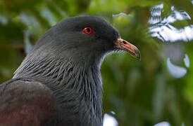 Goliath Imperial Pigeon