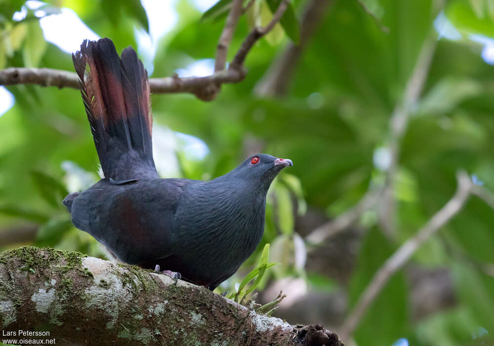 Goliath Imperial Pigeonadult, Behaviour