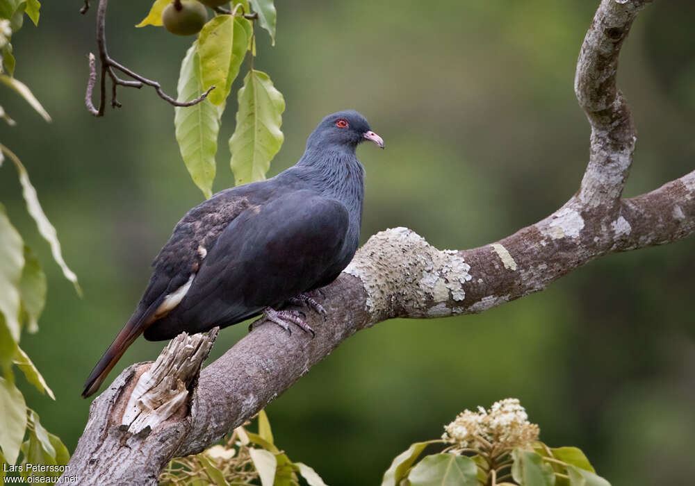 Goliath Imperial Pigeonadult