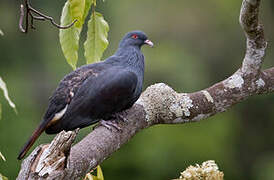 Goliath Imperial Pigeon