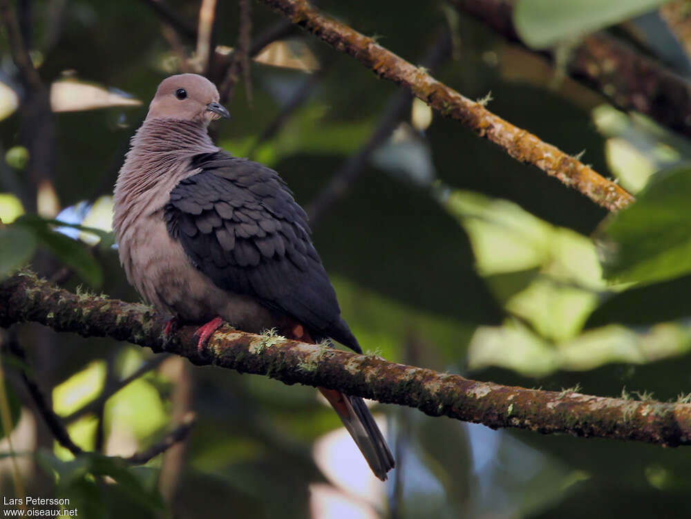 Dark-backed Imperial Pigeonadult, pigmentation