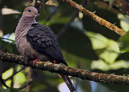 Dark-backed Imperial Pigeon