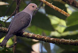 Dark-backed Imperial Pigeon