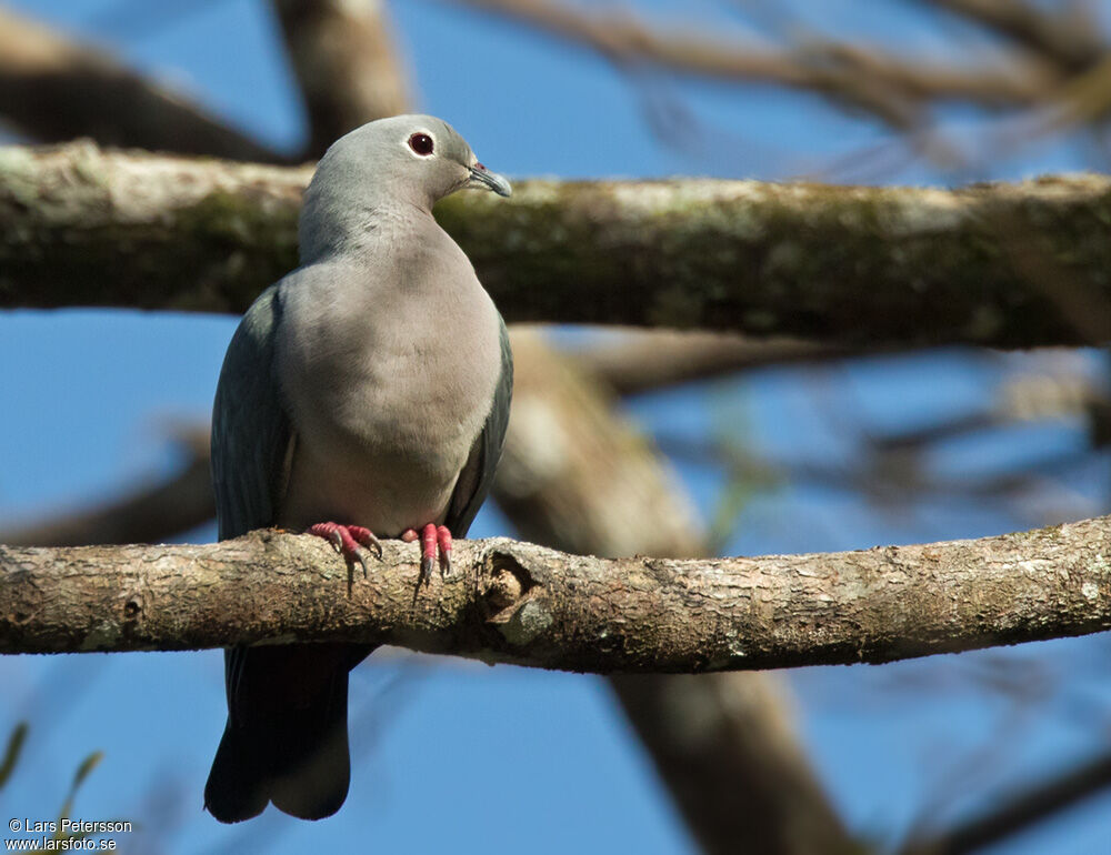 Island Imperial Pigeon