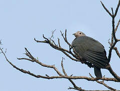 Island Imperial Pigeon