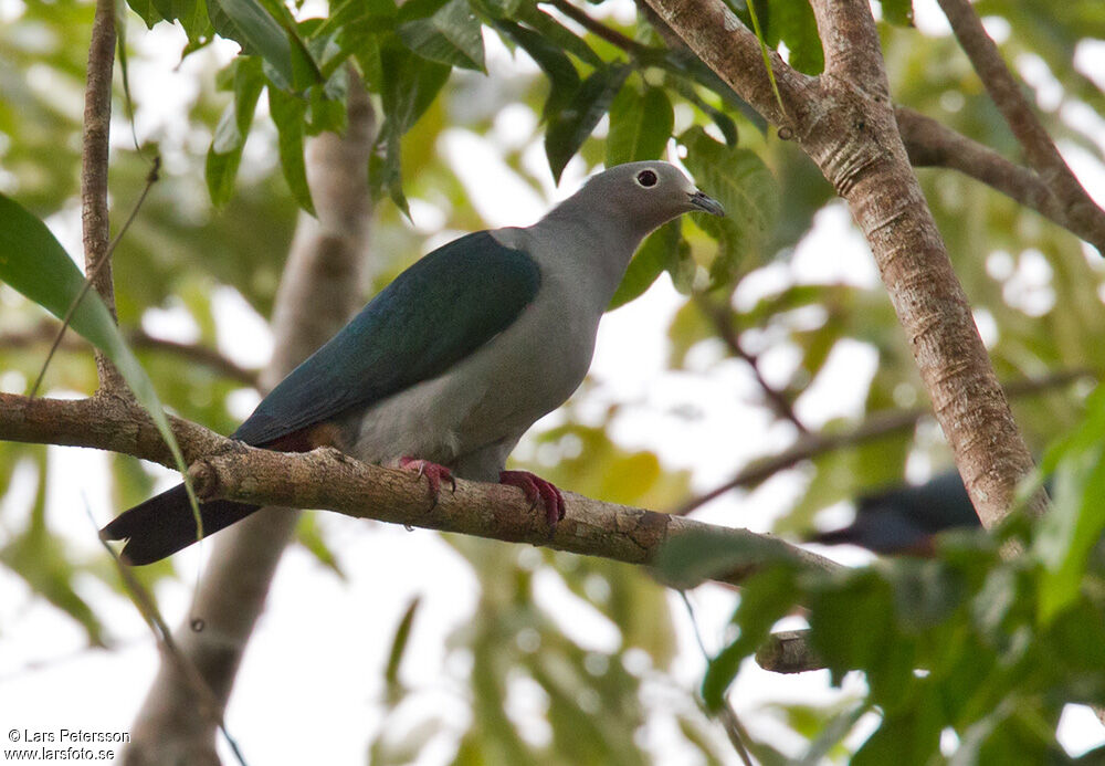 Island Imperial Pigeon