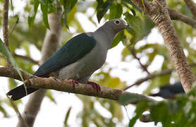 Island Imperial Pigeon