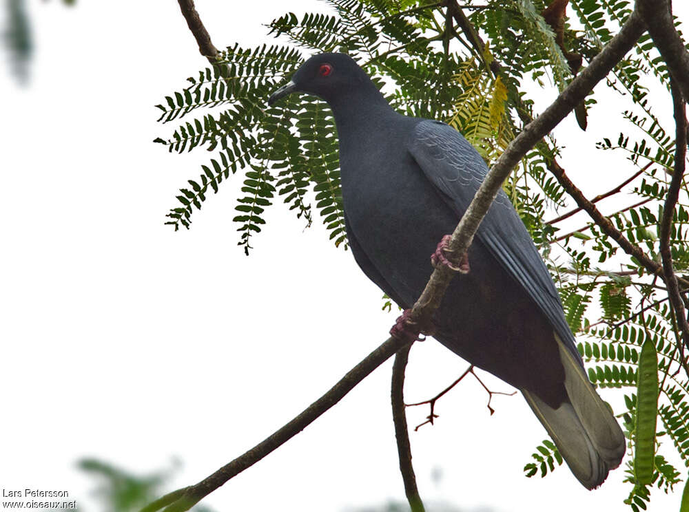 Black Imperial Pigeon