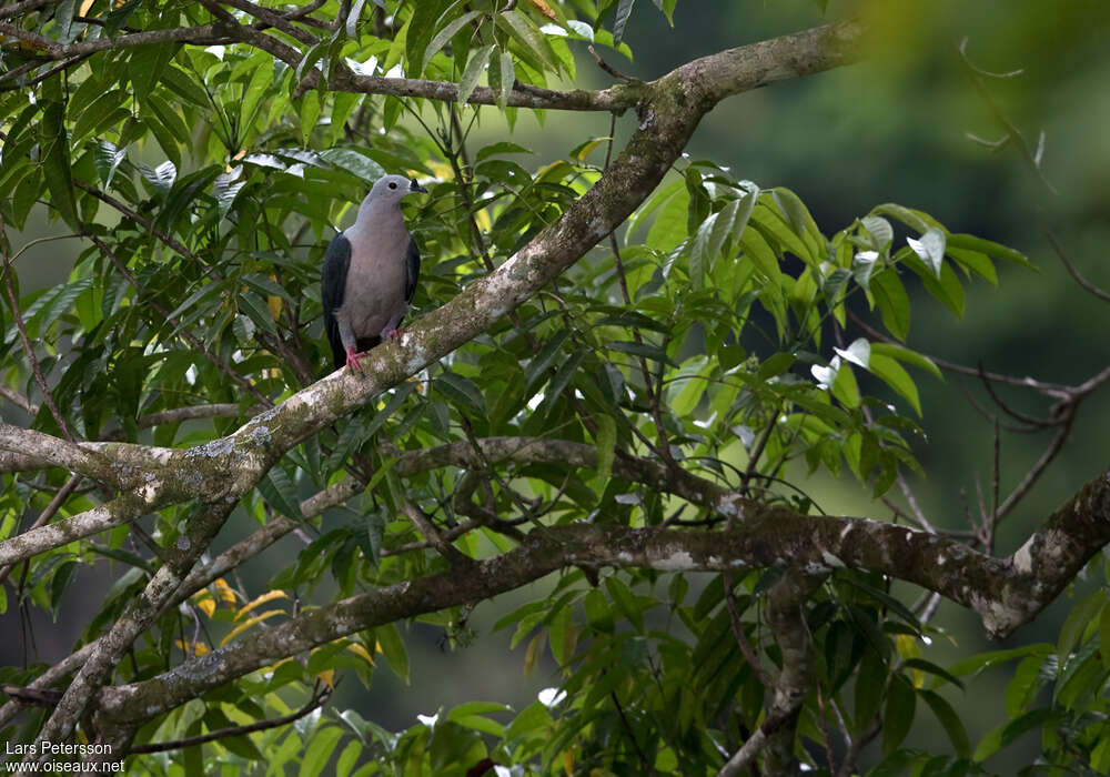 Pacific Imperial Pigeonadult, habitat