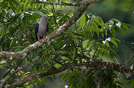 Pacific Imperial Pigeon