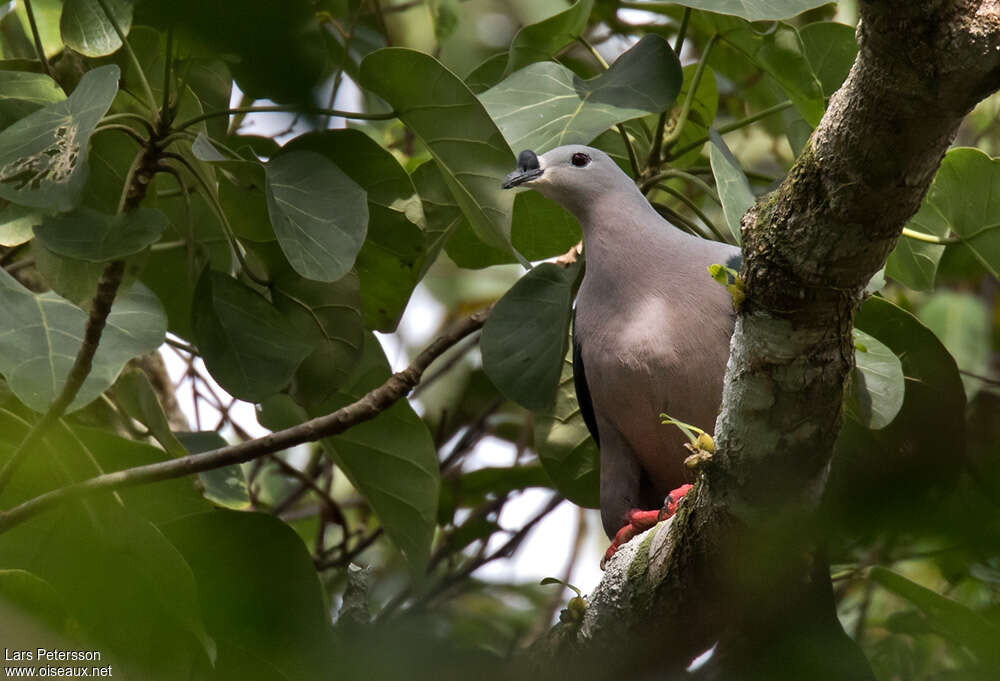 Pacific Imperial Pigeonadult