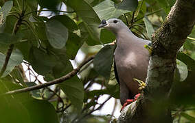 Pacific Imperial Pigeon