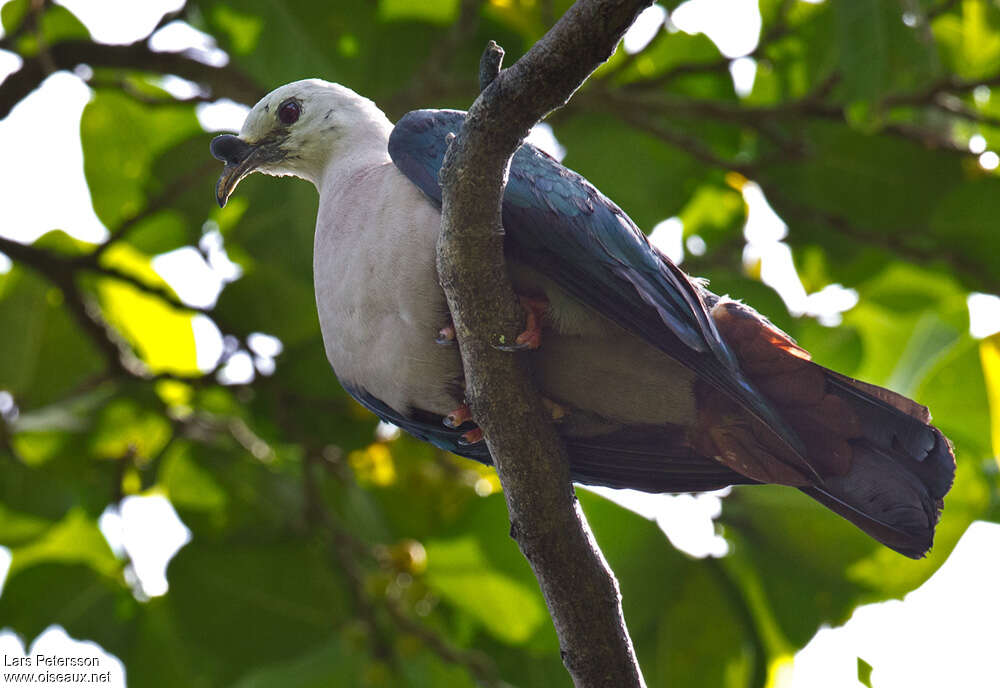 Pacific Imperial Pigeon