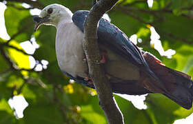 Pacific Imperial Pigeon