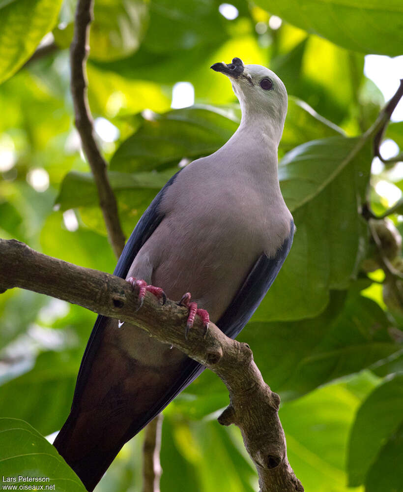 Pacific Imperial Pigeon