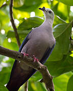 Pacific Imperial Pigeon