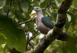 Pacific Imperial Pigeon