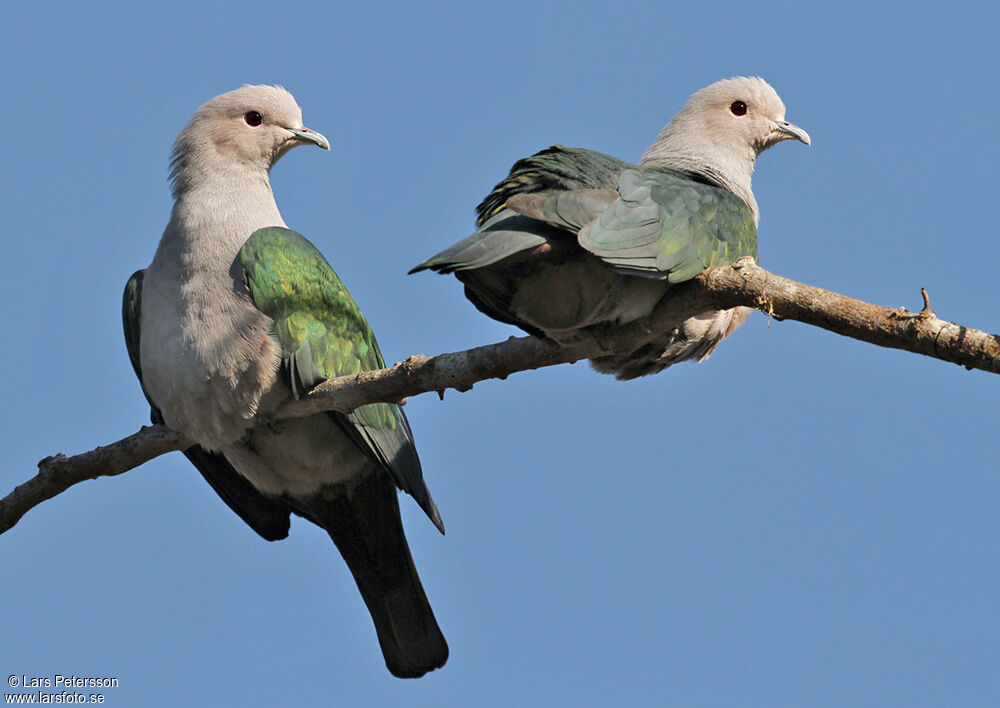 Green Imperial Pigeon