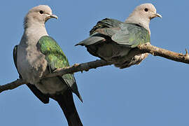 Green Imperial Pigeon