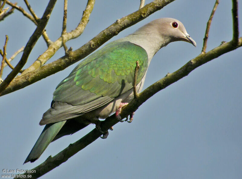 Green Imperial Pigeon