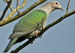 Green Imperial Pigeon