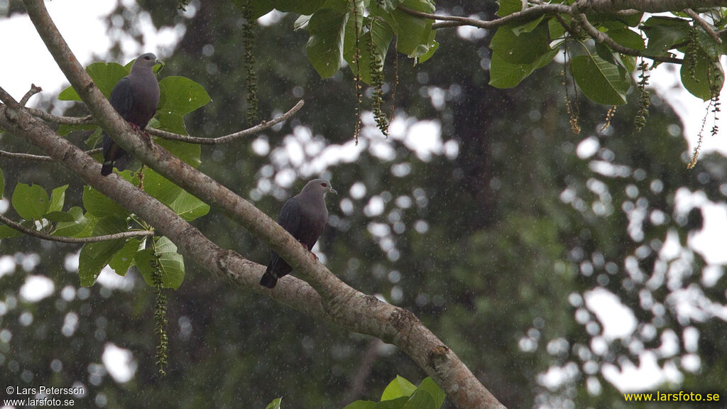 Pinon's Imperial Pigeon