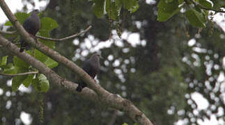 Pinon's Imperial Pigeon