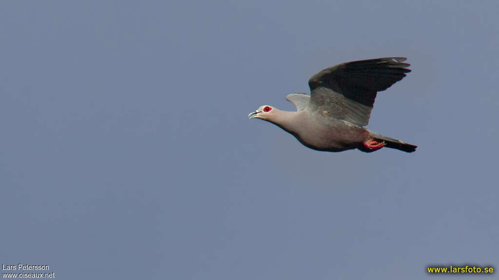 Pinon's Imperial Pigeonadult, Flight