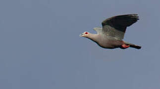 Pinon's Imperial Pigeon