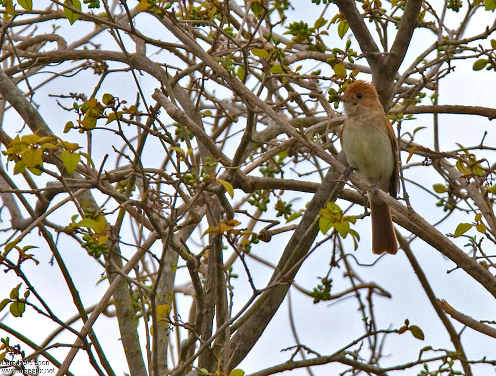 Ash-throated Casiornisadult, habitat, pigmentation