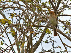 Ash-throated Casiornis