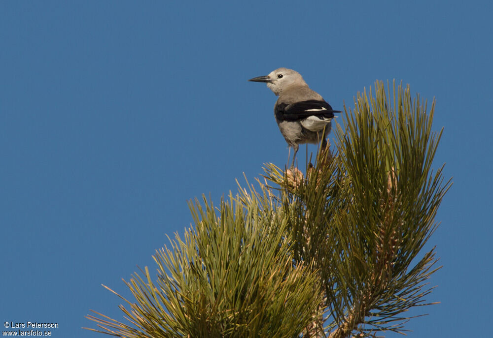 Clark's Nutcracker