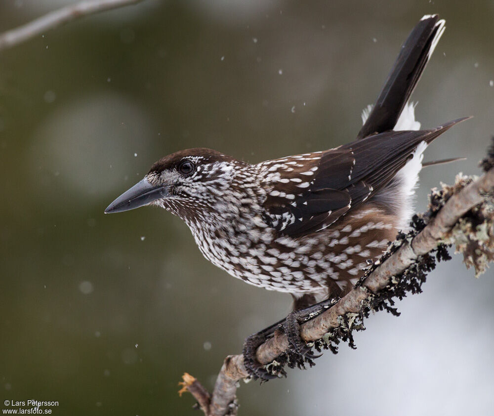 Spotted Nutcracker